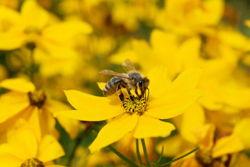 Gelbes Blütenmeer mit Biene bei der Nektarsuche - Stockfoto