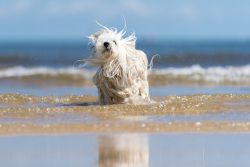 Nasser Hund am Meer © R.Bitzer Photography