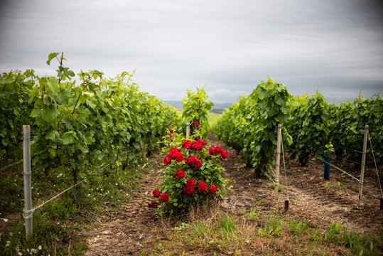 Champagne Chigny les roses