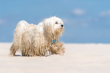 Der Chef am Strand