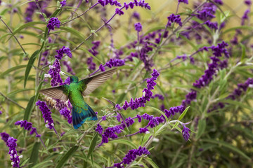 Colibris (hummingbird) en Colombia.