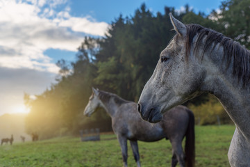Pferd mit Herde morgens beim Sonnenaufgang