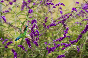 Colibris (hummingbird) en Colombia. © andresnaviapaz