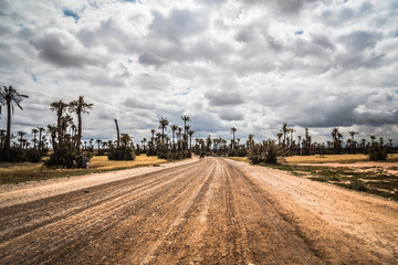 Palmeral en el desierto