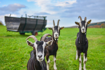 Ziege am schauen aufmerksam auf der Weide