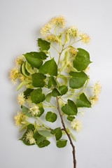 Linden blossom2