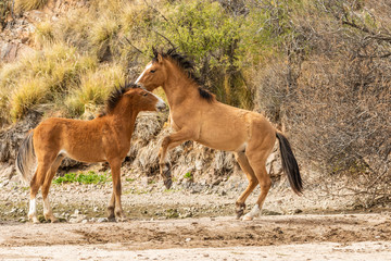 Obraz premium Salt River Wild Horses Sparring in the Arizona Desert