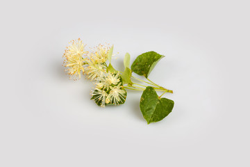 Linden blossom4