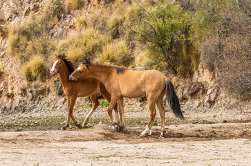 Salt River Wild Horses Sparring in the Arizona Desert