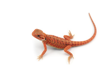 red Bearded Dragon isolated on white background