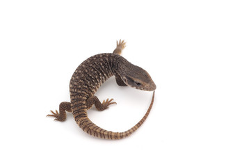 Savannah monitor lizard  isolated on white background