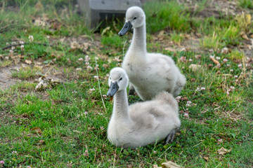 Sibling Cygnets