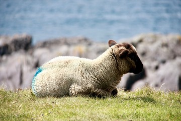 baby sheep