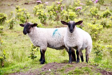 Two sheep on a mound