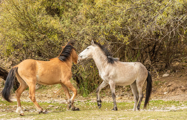 Obraz premium Salt River Wild Horses Sparring in the Arizona Desert