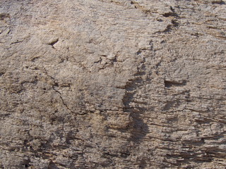 Close-up of a cross-section of a tree trunk, rotation