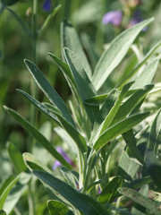 Spanischer Salbei, Salvia lavandulifolia