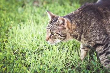 Naklejka na ściany i meble Tabby cat in the grass 