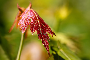 Beautiful yong Maple Leaf