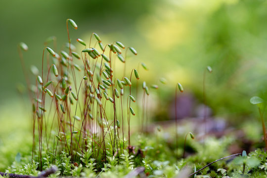 Beautiful green Moss, pohlia nutans