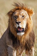 Obraz na płótnie Canvas Portrait of a dominant male lion in the Masai Mara National Park in Kenya