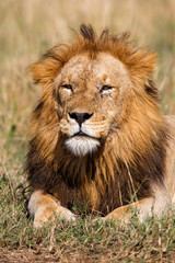 Naklejka na ściany i meble Portrait of a dominant male lion in the Masai Mara National Park in Kenya