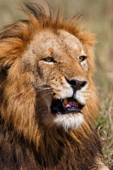 Fototapeta na wymiar Portrait of a dominant male lion in the Masai Mara National Park in Kenya