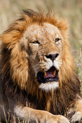 Portrait of a dominant male lion in the Masai Mara National Park in Kenya
