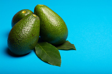 Fresh organic ripe green whole Fuerte avocado with leaves, copy space close up isolated on trendy blue background