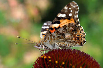 Schmetterling - Distelfalter - Stockfoto