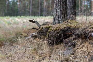 Pine roots visible on the slope. Trees growing on a slope in a wooded area.