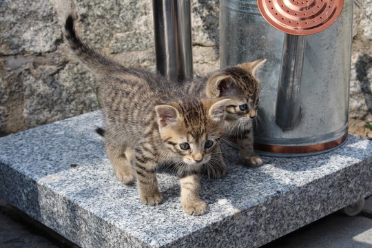 Kätzchen - Kitten