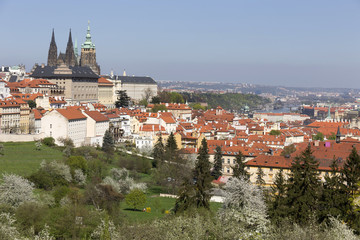 Obraz premium View on the spring Prague City with the green Nature and flowering Trees, Czech Republic