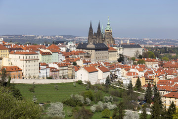 Fototapeta premium View on the spring Prague City with the green Nature and flowering Trees, Czech Republic