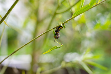 Caterpillar