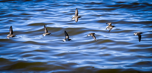 birds over salton sea