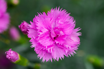 Pink flowers in the garden. Summer background