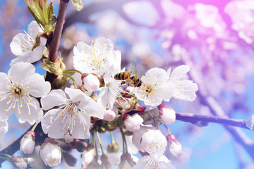 Bee collects nectar (pollen) from the white flowers of a flowering cherry on a  blurred background of nature and sky, a banner for the site. Blurred space for text