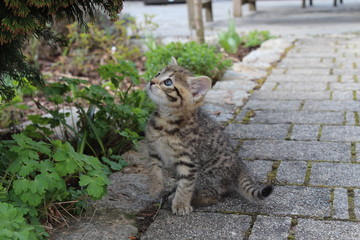 Kätzchen - Kitten