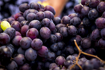 Uvas moradas 6488