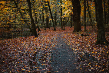 Pathway near pond between trees with last golden leaves in the beautiful autumn forest. Some leaves fallowing down to the ground