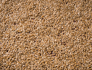 Background of scattered wheat grains
