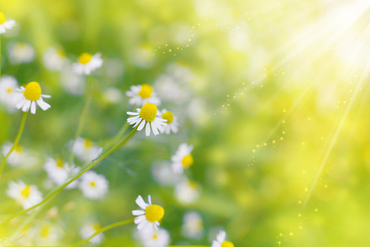 Chamomile (wild Daisies) Spring flowers field background in sun light. Nature scene with blooming medical Chamomile. Alternative medicine. Field of daisy flowers, selective focus