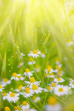Chamomile (wild Daisies) Spring flowers field background in sun light. Nature scene with blooming medical Chamomile. Alternative medicine. Field of daisy flowers, selective focus