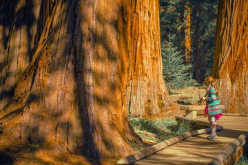 Girl in the Sequoia Forest