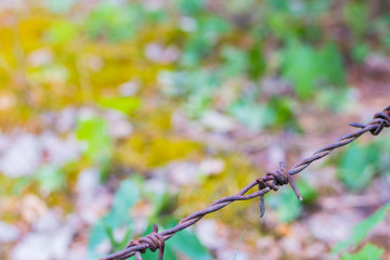 Barbed wire  isolated on a blurry  forest background 2