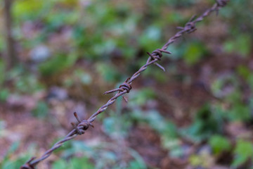 Barbed wire  isolated on a blurry forest background