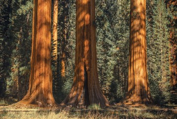 Three Ancient Sequoias