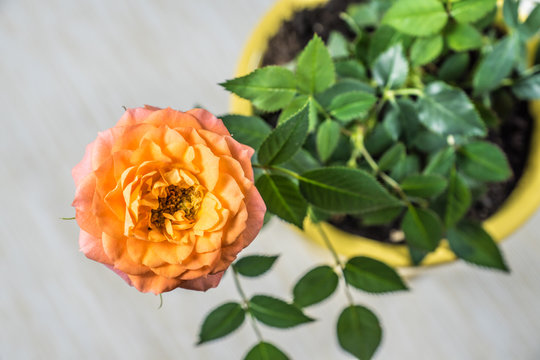 Gelb-Rosa Rose