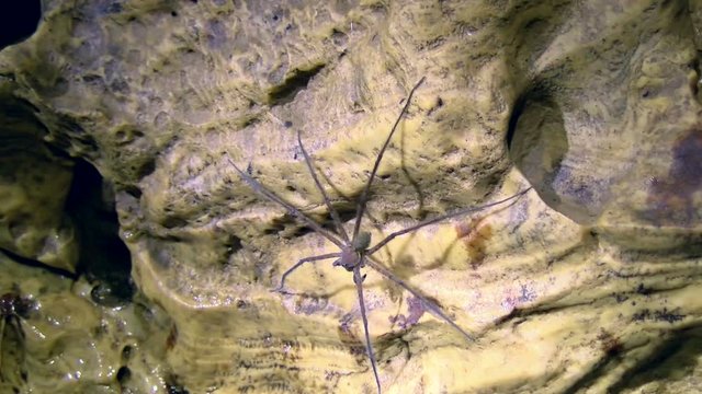 Huge spider resting on the wall of a cave in the Caribbean.  Wild life inside the cave of bats in Bastimentos island in Panama.  Pure nature in the heart of the jungle in Central America.
